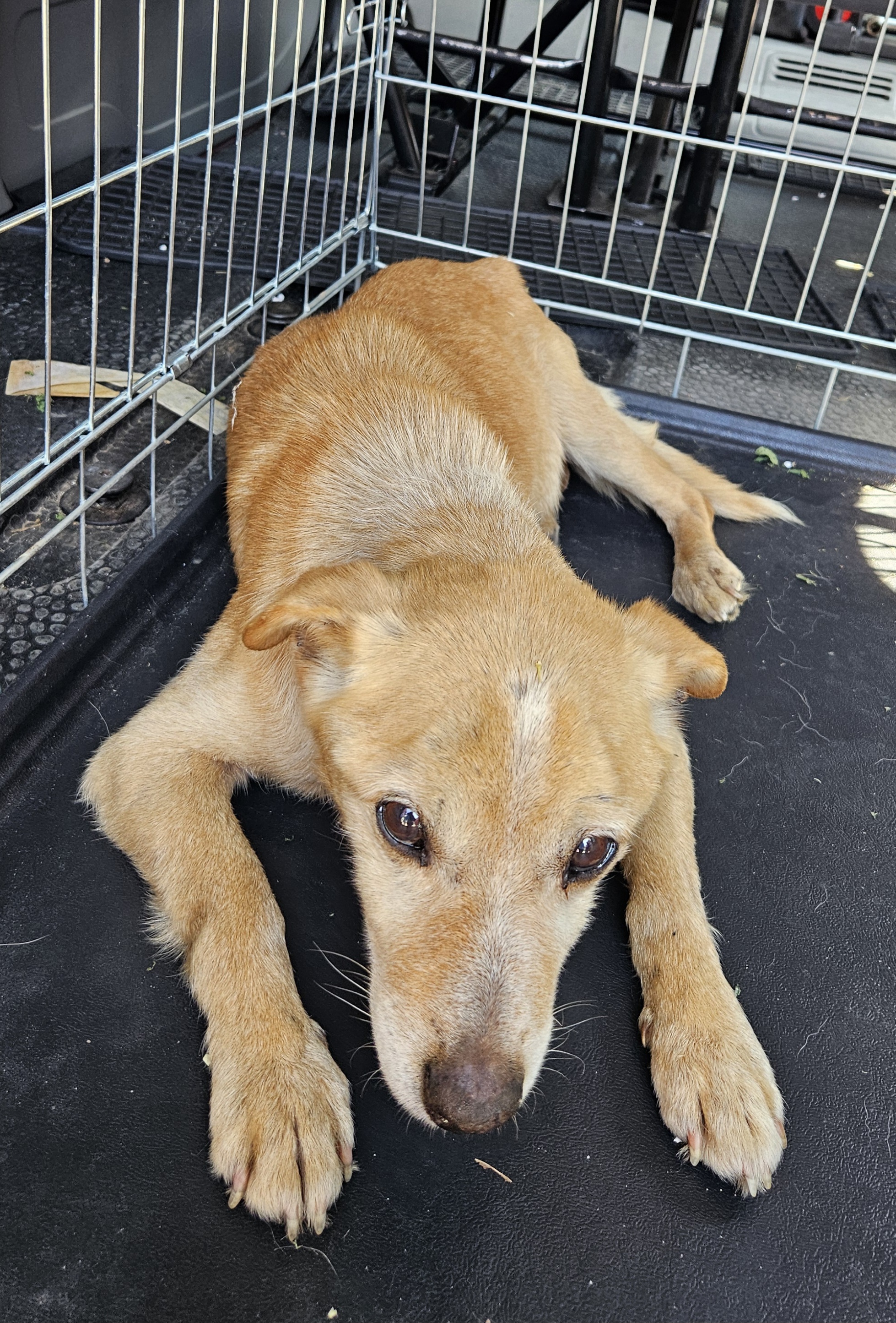 Pies o jasnobrązowej sierści leżący na czarnej macie w metalowej klatce.