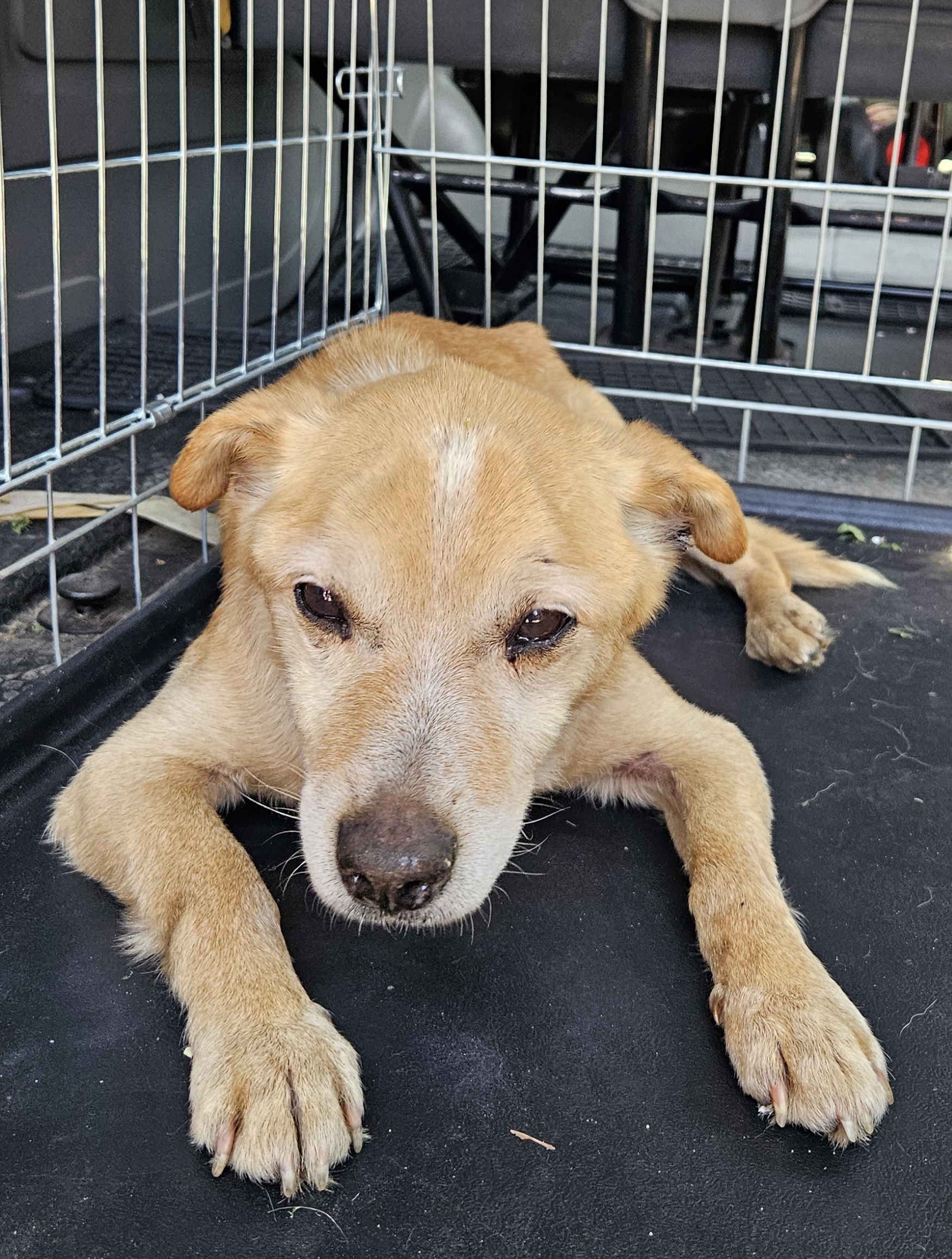 Pies o jasnobrązowej sierści leżący na czarnej podłodze w metalowej klatce.