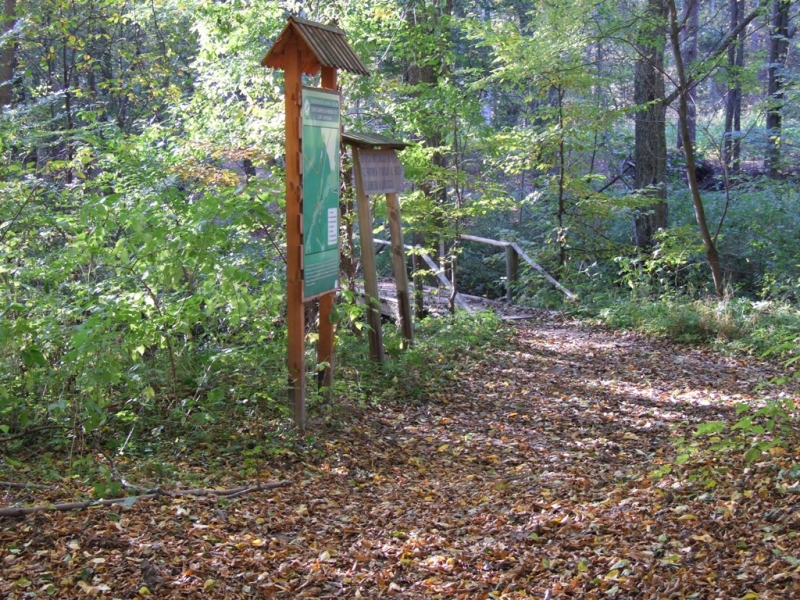 Leśna ścieżka pokryta suchymi liśćmi, po lewej tablice informacyjne na drewnianych słupach, otoczona zielonymi drzewami i krzewami.