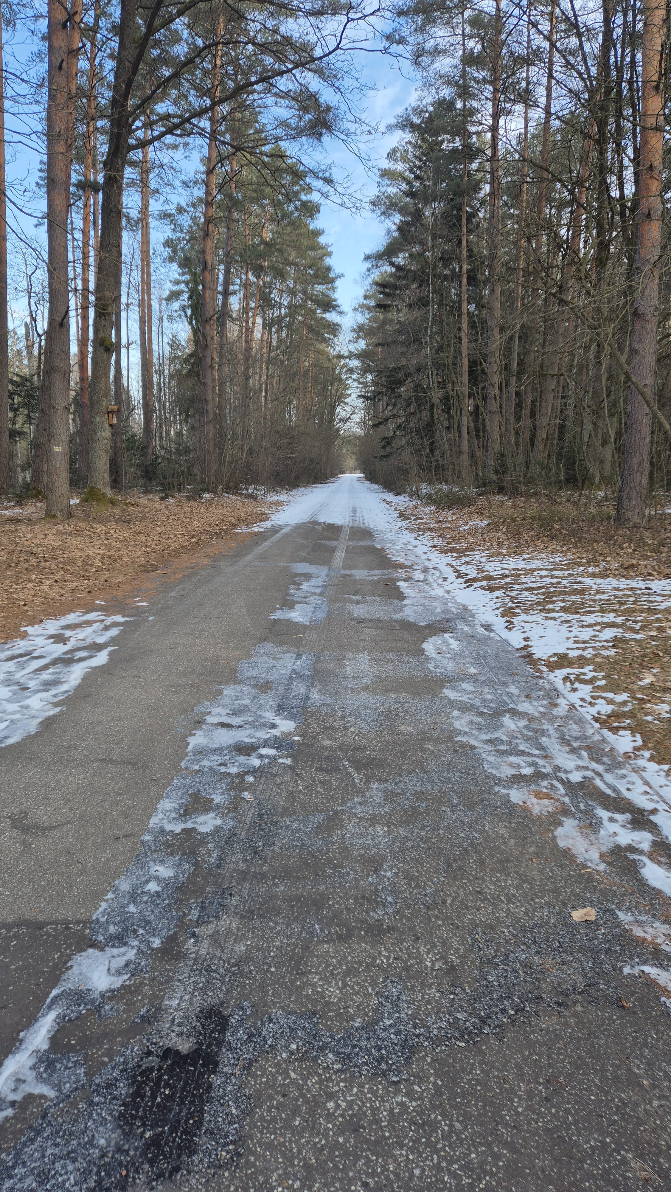 Droga asfaltowa z resztkami śniegu, otoczona wysokimi drzewami iglastymi i liściastymi, częściowo bez liści, pod niebieskim niebem.
