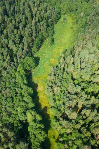 Zielona polana otoczona gęstym, mieszanym lasem z drzewami o różnych odcieniach zieleni.