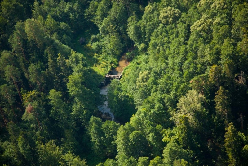 Gęsty zielony las z widoczną w środku niewielką rzeką i mostkiem nad nią, oświetlony słonecznym światłem.