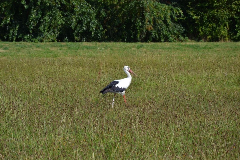 Bocian o białym i czarnym upierzeniu stojący na jednej czerwonej nodze na zielonej łące, w tle gęste zielone drzewa.