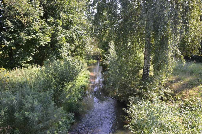 Wąski strumień wśród gęstej zieleni, drzewa liściaste o zwisających gałęziach, trawy i krzewy po obu stronach wody, słoneczne światło przez liście.