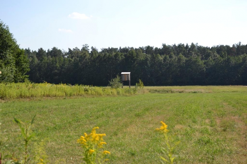 Zielona łąka z żółtymi kwiatami na pierwszym planie, w tle drewniana ambona na tle gęstego lasu i jasne niebo.
