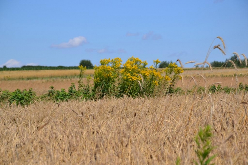 Złote kłosy zboża na polu, w tle zielone rośliny z żółtymi kwiatami, niebieskie niebo z kilkoma chmurkami.