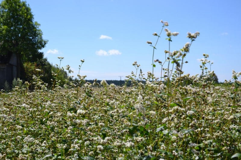 Pole z białymi kwiatami pod jasnoniebieskim niebem, z drzewem i budynkiem po lewej stronie.