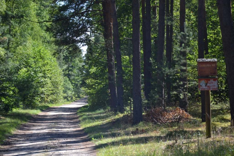 Leśna droga wśród zielonych drzew, po prawej stronie tablice informacyjne na drewnianym słupie, słoneczne światło, cienie drzew na ścieżce.