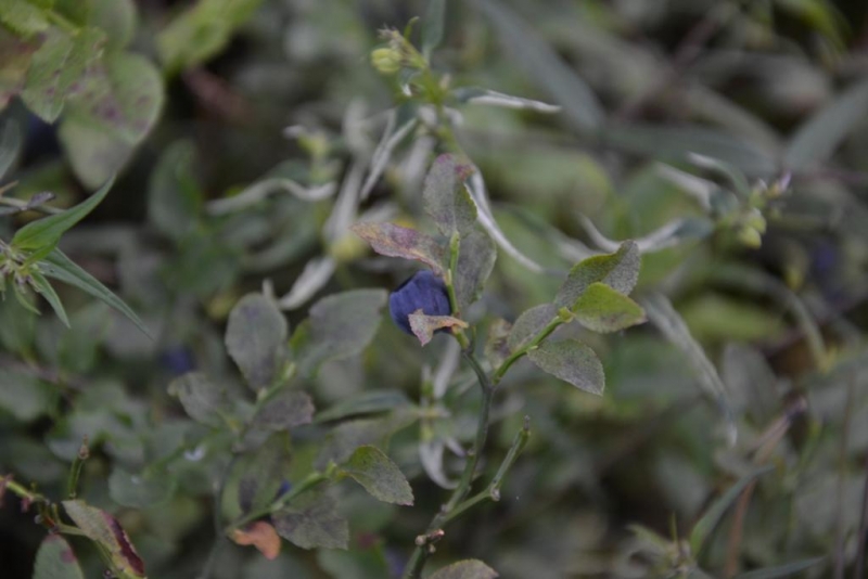 Zbliżenie na zielone liście z pojedynczym małym, niebieskim kwiatem na tle rozmytej zieleni.