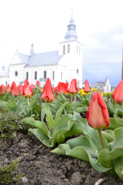 Czerwone tulipany z zielonymi liśćmi na tle białego kościoła o wieży z iglicą i niebieskawym dachem, pod pochmurnym niebem.