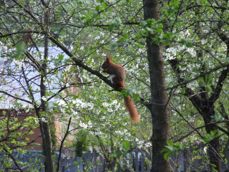 Ruda wiewiórka na gałęzi drzewa z zielonymi liśćmi i białymi kwiatami w tle rozmyte elementy budynków i płotu.