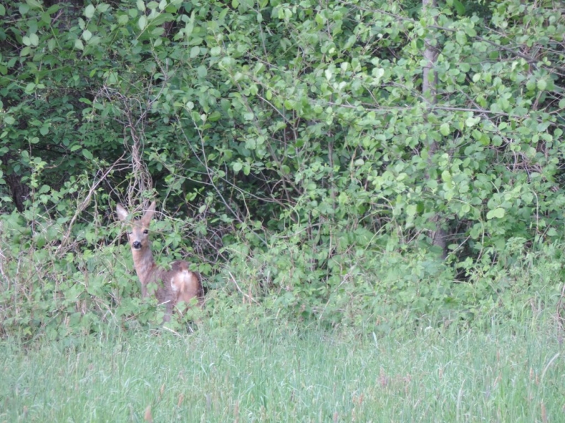Sarna stojąca wśród zielonych krzewów i traw na tle gęstych liściastych drzew.