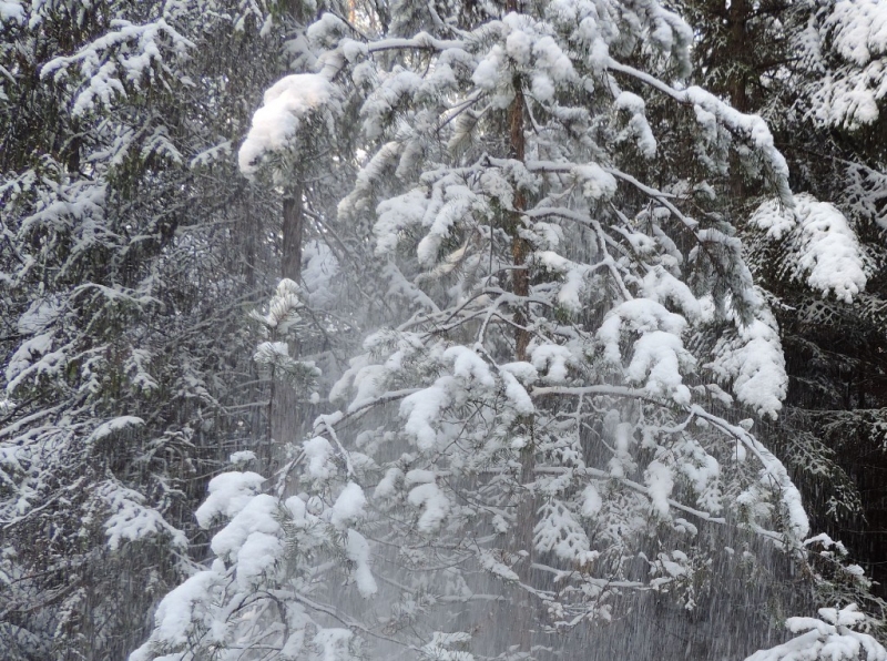 Gałęzie drzew pokryte grubą warstwą białego śniegu, widoczne opady śniegu, tło z lesistem w odcieniach zieleni i bieli.