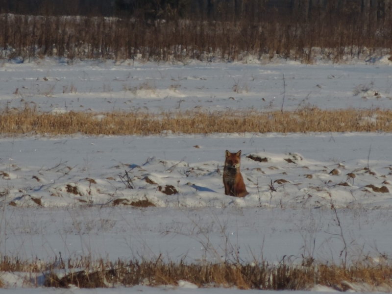 Ruda lisica siedząca na śnieżnym polu z suchą żółtą trawą i ciemnym zalesionym tłem.