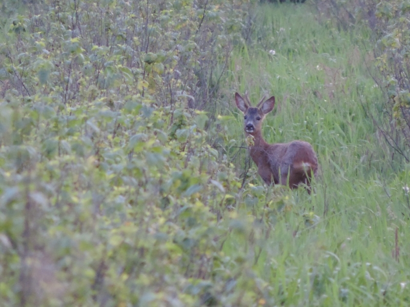 Sarny w zielonym, gęstym zaroślach i wysokiej trawie, widoczna w centrum zwrócona głową w stronę obserwatora.