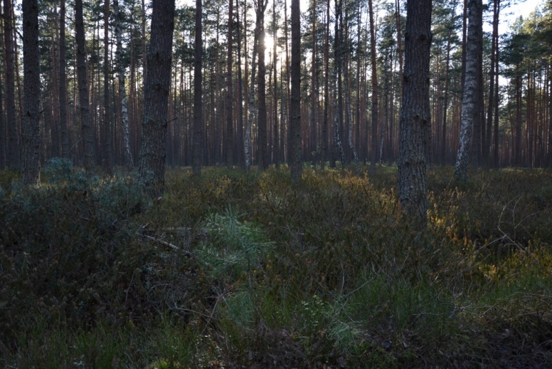 Gęsty las z wysokimi, cienkimi drzewami iglastymi, ciemnozielonymi krzewami i niską roślinnością, światło słoneczne przebijające się przez drzewa.