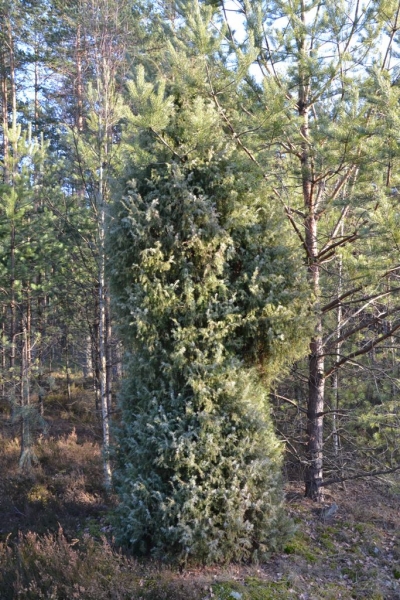 Gęsty, zielony krzew otoczony przez wysokie iglaste drzewa na leśnej polanie oświetlonej przez słońce.