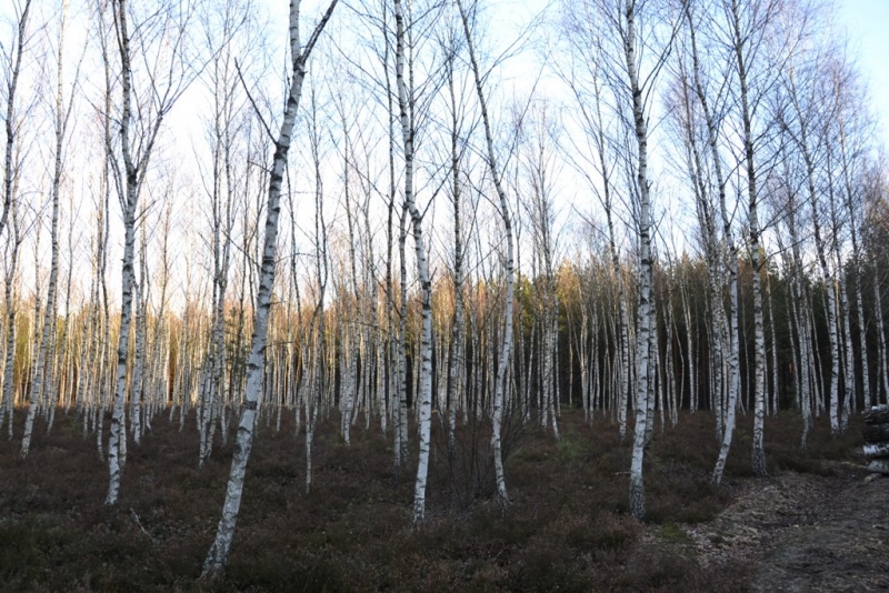 Las brzozowy z cienkimi, jasnymi pniami i nagimi gałęziami na tle jasnego nieba i ciemniejszego podszytu.