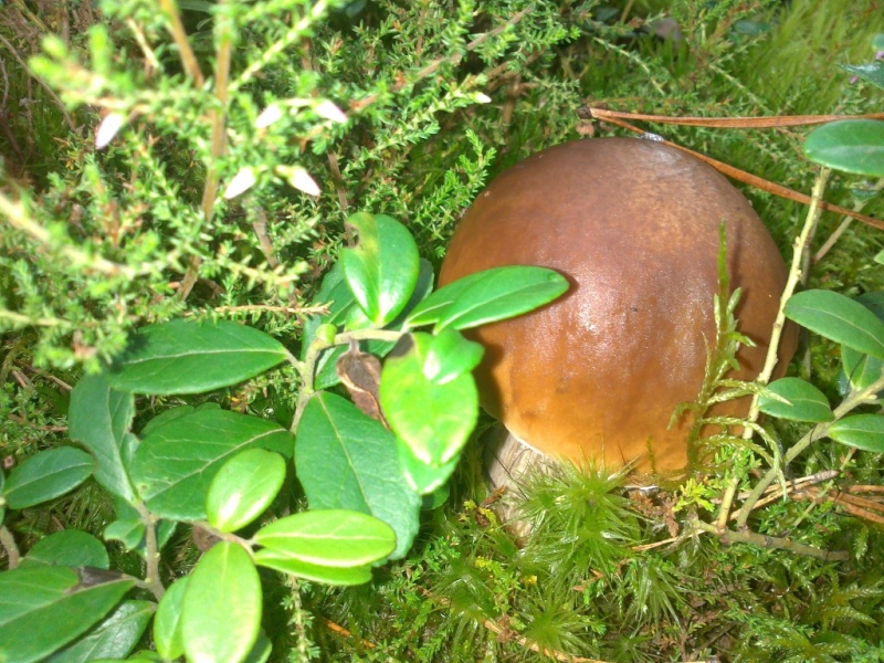 Brązowy grzyb z okrągłym kapeluszem otoczony zielonymi liśćmi i mchami na leśnej ściółce.