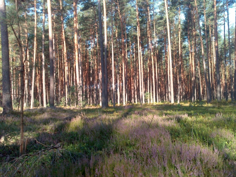 Las sosnowy z wysokimi, cienkimi pniami, na ziemi fioletowe wrzosy i zielona trawa, światło słoneczne prześwieca przez drzewa.