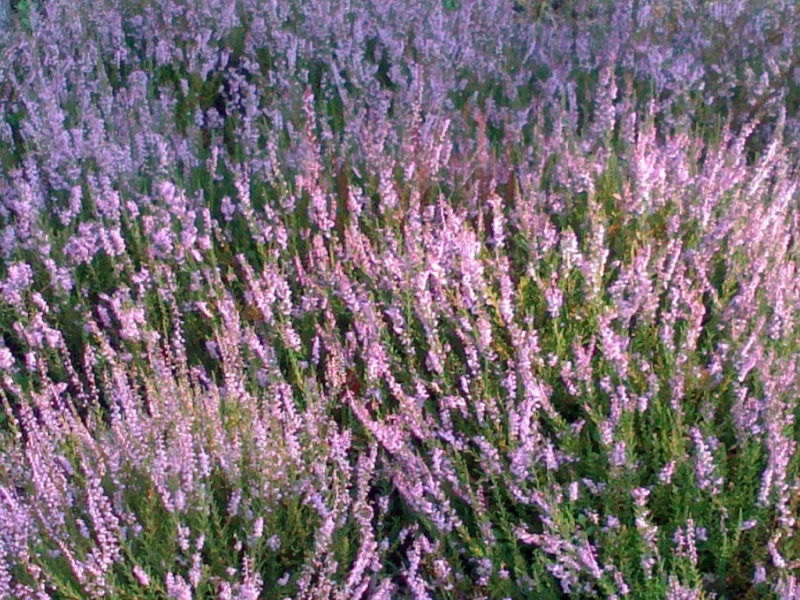 Gęste skupisko fioletowych kwiatów na zielonych łodygach, tworzące falujące wzory.