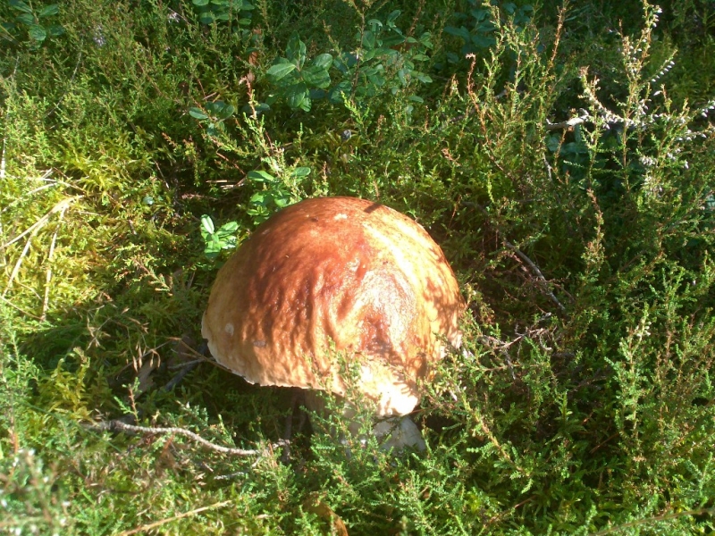 Brązowy grzyb o zaokrąglonym kapeluszu na tle zielonego mchu i niskich roślin.