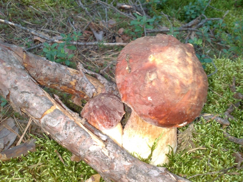 Dwa grube grzyby o brązowych kapeluszach na zielonym mchu, obok suche gałązki i liście na leśnej ściółce.