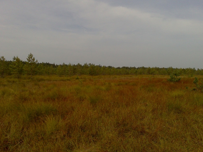 Polana z suchą, żółto-brązową trawą, w tle niska linia zielonych drzew iglastych pod pochmurnym niebem.