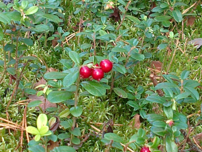 Zielone liście i czerwone jagody na tle mchu i suchych igieł sosnowych.
