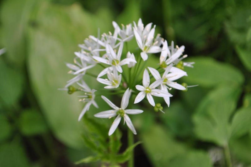 Białe, gwiazdkowate kwiaty z sześcioma płatkami na zielonym, rozmytym tle liści.