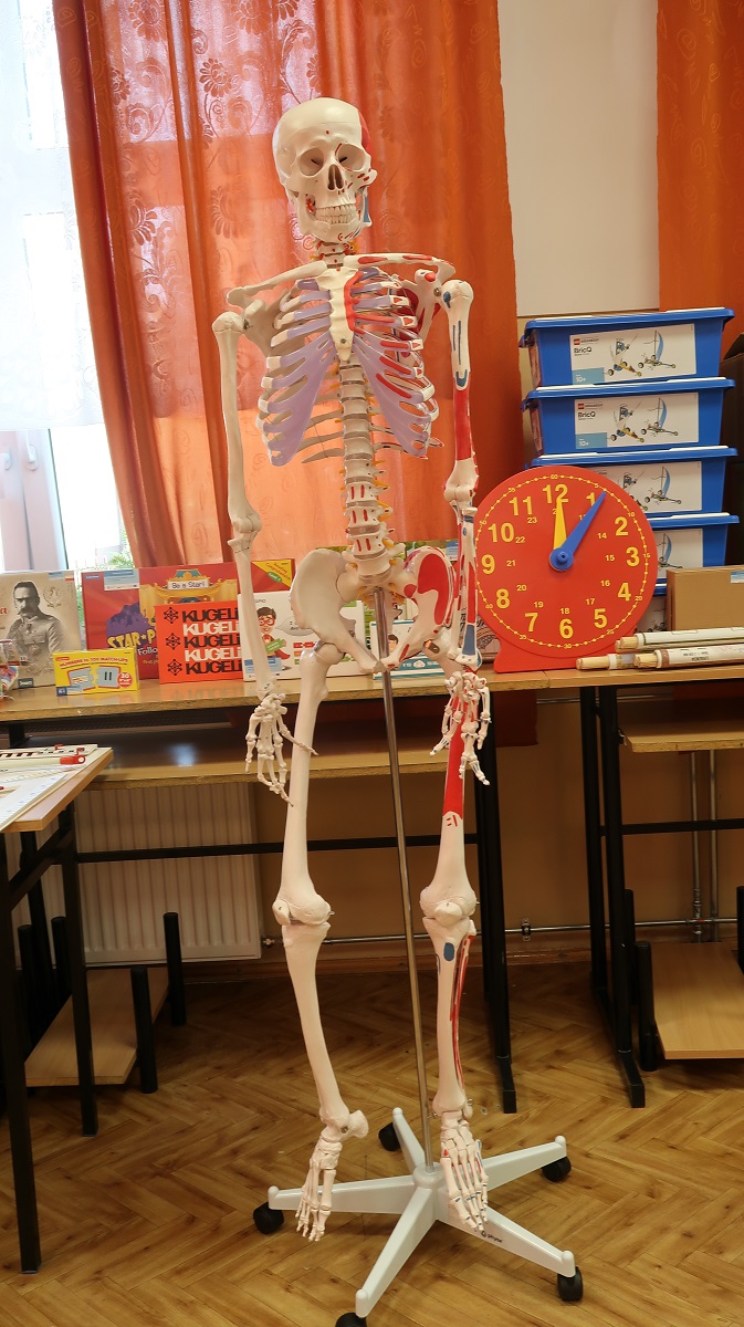 Model szkieletu człowieka z zaznaczonymi na czerwono i niebiesko mięśniami, stojący na białej podstawie na kółkach, w tle pomarańczowe zasłony i stolik z książkami i plastikowymi pudełkami.