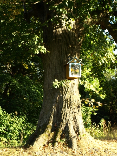 Gruby pień drzewa z zielonymi liśćmi, na którym zawieszona jest mała, niebieska kapliczka z kwiatami w środku, otoczenie z bujną zielenią i słonecznym światłem.