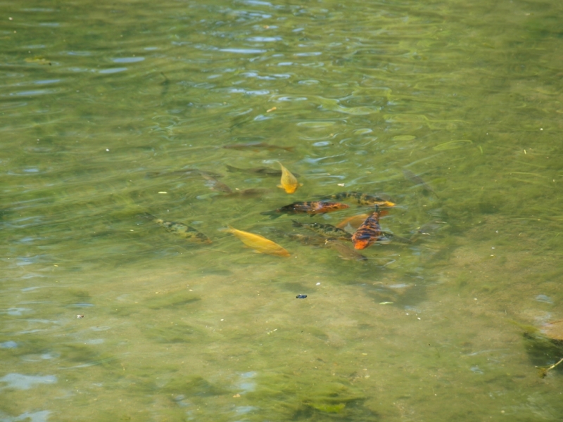 Kilka karpi o żółto-pomarańczowych i ciemnych plamach pływa w przejrzystej zielonej wodzie.