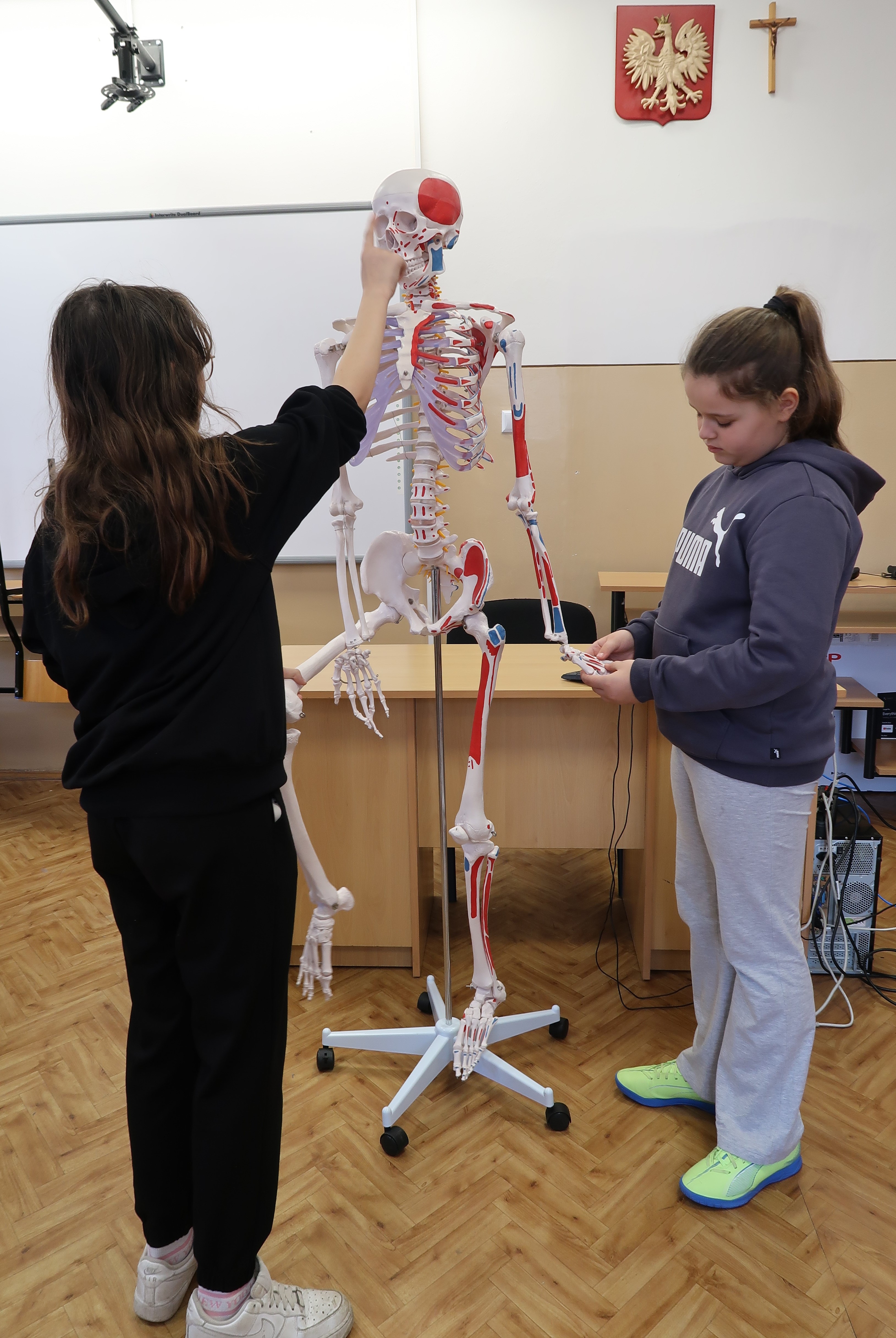 Dwie dziewczynki obok modelu szkieletu z kolorowymi oznaczeniami mięśni w sali lekcyjnej z białą tablicą i polskim godłem na ścianie.