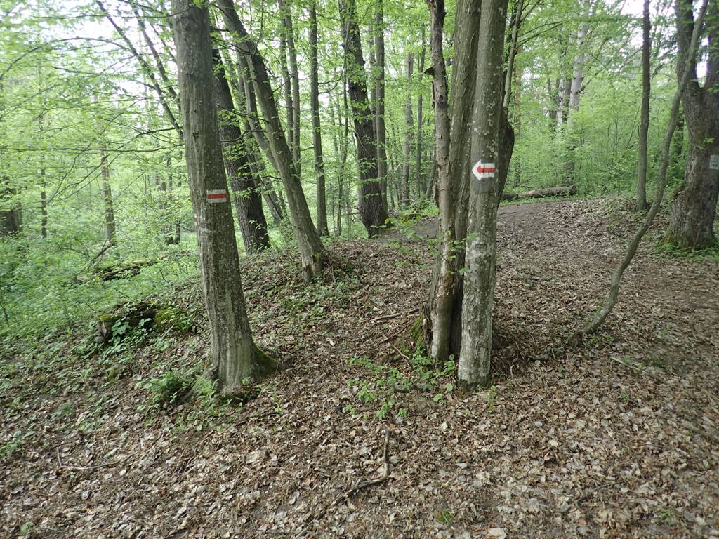 Leśna ścieżka z suchymi liśćmi na ziemi, drzewa z zielonymi liśćmi, na pniach biało-czerwone oznaczenia szlaku i strzałka w lewo.