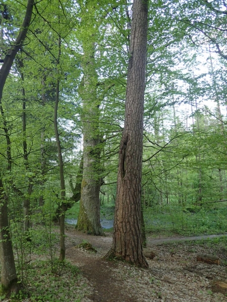 Wysokie drzewa z brązową korą i zielonymi liśćmi, ścieżka leśna pokryta ziemią i suchymi liśćmi, gęste zielone zarośla w tle.