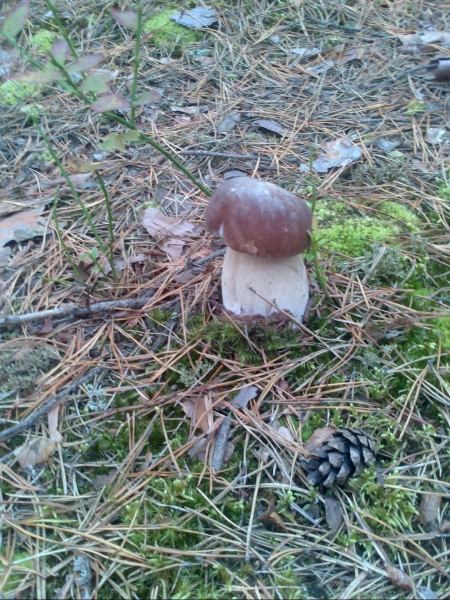 Brązowy grzyb z jasną nóżką na ziemi pokrytej igłami sosnowymi, mchem, suchymi liśćmi i szyszką.