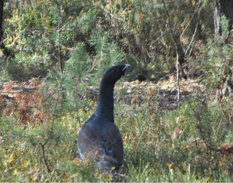 Ciemny ptak o długiej szyi stojący wśród niskiej zielonej roślinności i suchych liści.