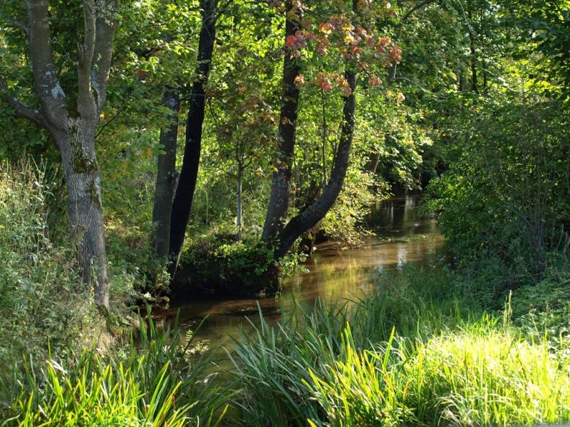 Wąski strumień wśród zielonych i częściowo żółtych traw, otoczony drzewami o liściach w odcieniach zieleni i czerwieni, oświetlony naturalnym światłem słonecznym.