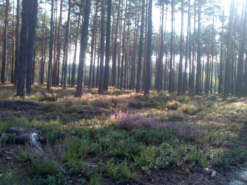 Las iglasty z wysokimi, cienkimi pniami drzew i niską, fioletową roślinnością na ziemi, oświetlony delikatnym światłem słonecznym.