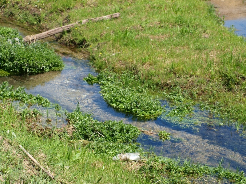 Wąski, kręty strumień z roślinami wodnymi, otoczony zieloną trawą i dwoma drewnianymi gałęziami na brzegu.