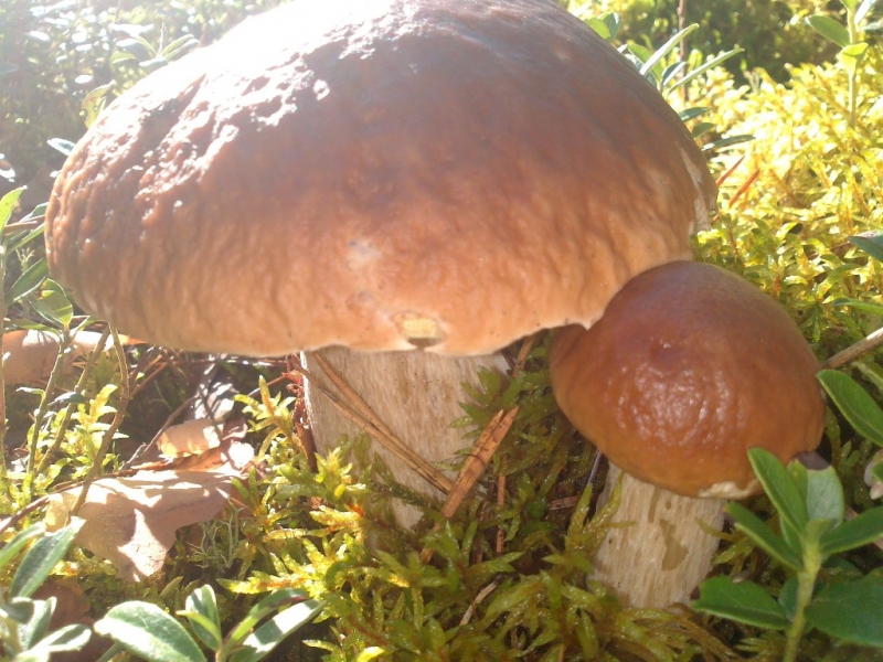 Dwa brązowe grzyby o wypukłych kapeluszach na zielonym mchu i liściach w naturalnym świetle.