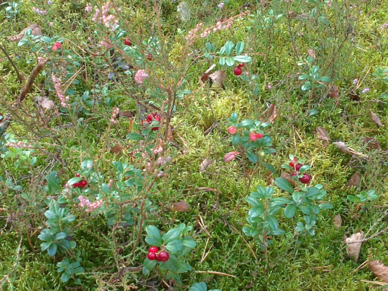 Zielone liście i czerwone jagody na tle mchu oraz drobnych różowych kwiatów i suchych liści.