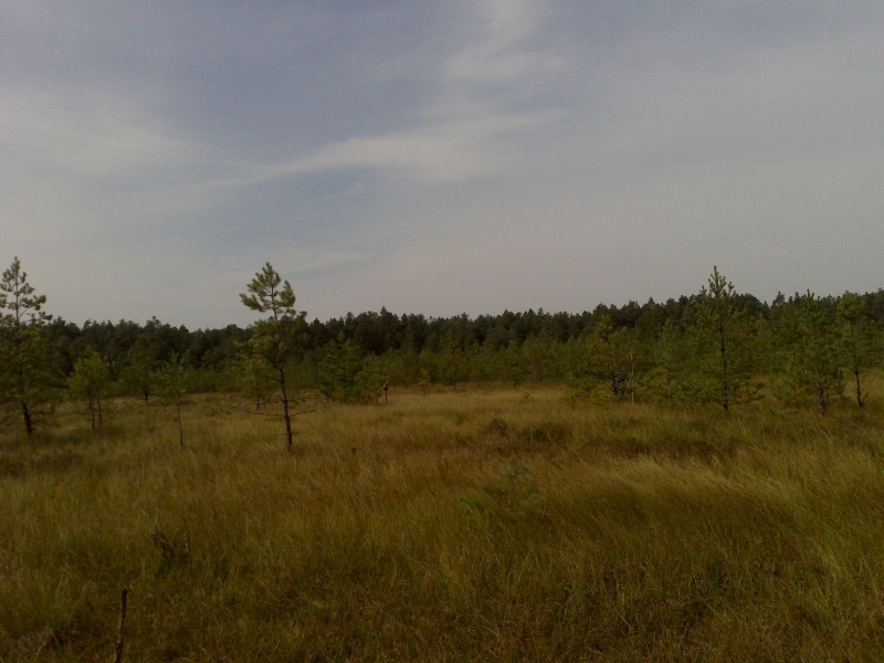Łąka z wysoką żółtawą trawą i młodymi zielonymi drzewkami, w tle ciemniejszy las pod jasnym, pochmurnym niebem.