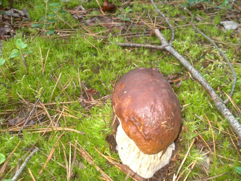 Brązowy grzyb z jasnym trzonem na zielonym mchu, wokół suche igły i gałązki.