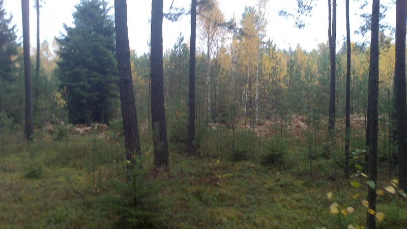 Las z drzewami iglastymi i liściastymi o jesiennych żółtych liściach, zielona trawa i młode sadzonki drzew na pierwszym planie.
