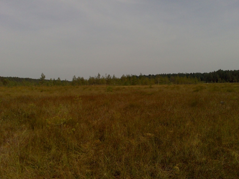 Rozległe pole z wysoką, żółto-brązową trawą na tle linii drzew i szarego nieba.