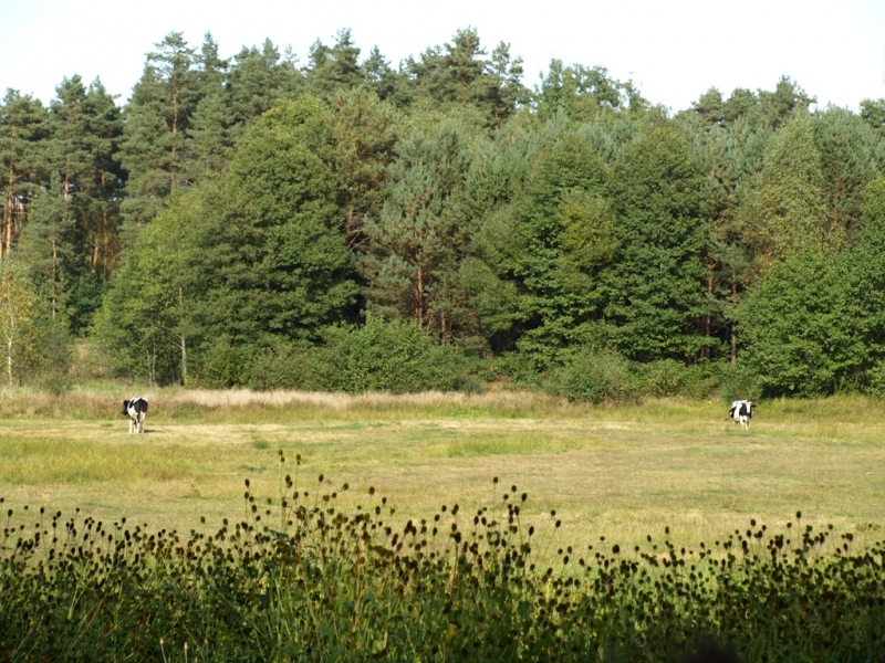 Trawiasta łąka z dwoma krowami, w tle gęsty las z drzew iglastych i liściastych, na pierwszym planie ciemne zarośla.
