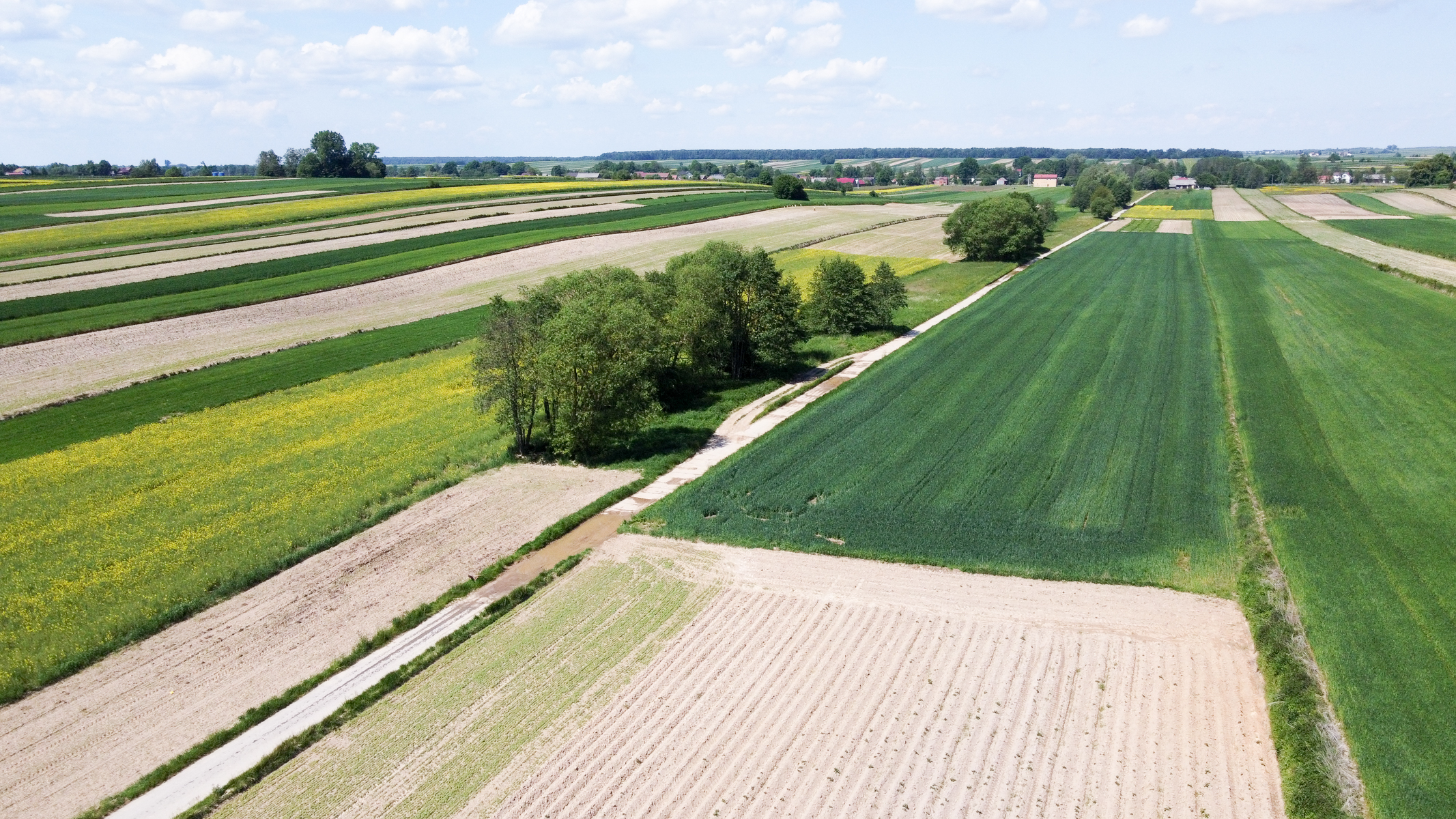 Wielokolorowe pola uprawne o różnych odcieniach zieleni, żółci i beżu, rozdzielone wąskimi ścieżkami, z kępą drzew pośrodku, pod jasnym niebem z chmurami.