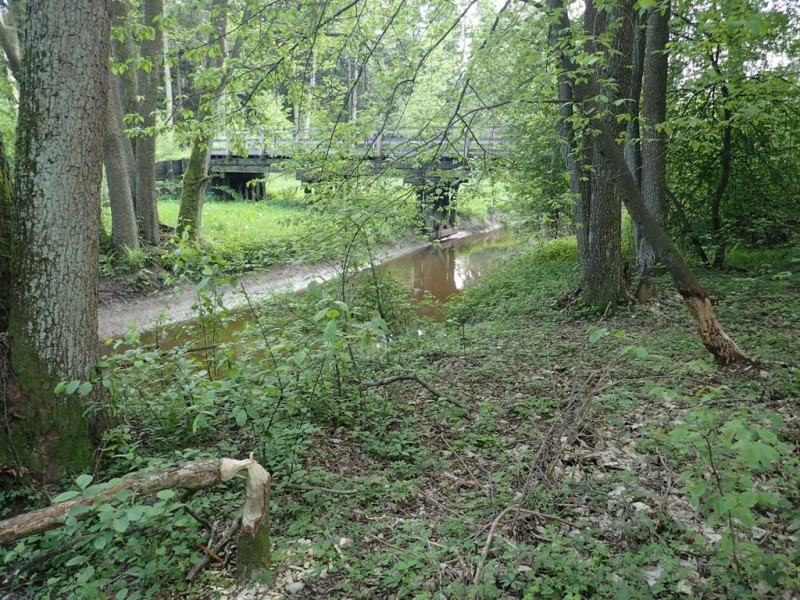Drzewa z nadgryzionymi pniami i zielone krzewy nad brązowym strumieniem, nad którym stoi drewniany most w lesie.